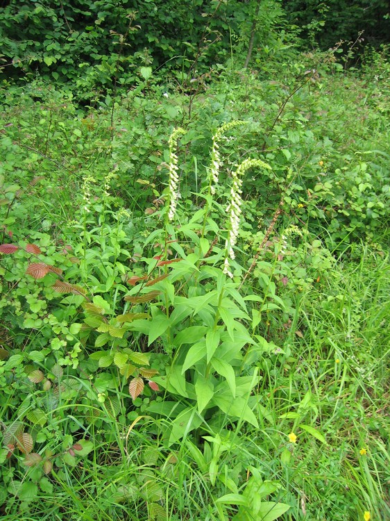 Digitalis lutea